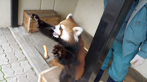 レッサーパンダ