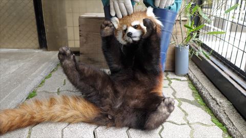 レッサーパンダ