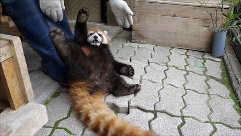 レッサーパンダ