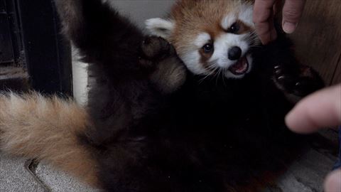 レッサーパンダ