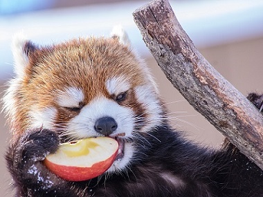 レッサーパンダ