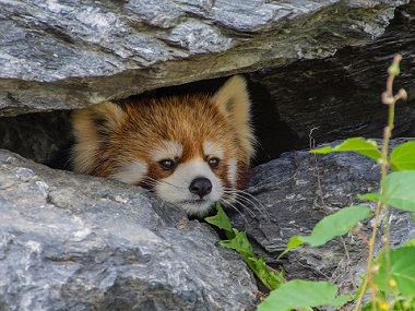 レッサーパンダ
