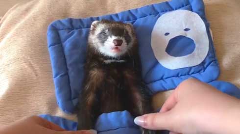 メンズエステ フェレット パック 猫 仲良し ぷく