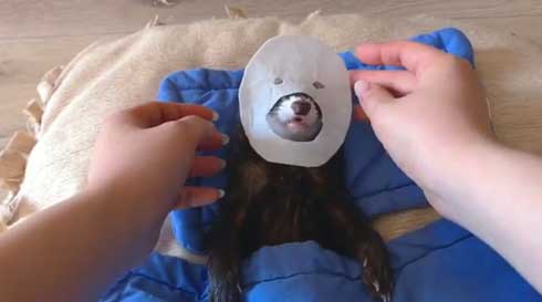 メンズエステ フェレット パック 猫 仲良し ぷく