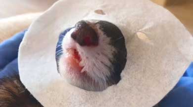メンズエステ フェレット パック 猫 仲良し ぷく