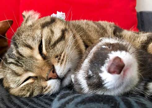 メンズエステ フェレット パック 猫 仲良し ぷく