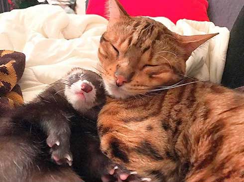 メンズエステ フェレット パック 猫 仲良し ぷく