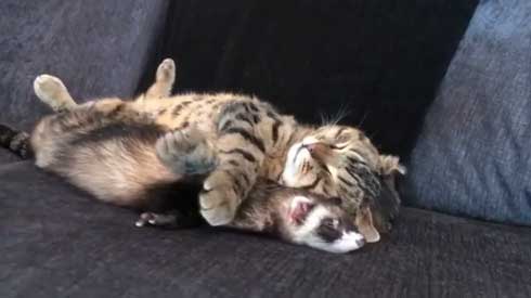 メンズエステ フェレット パック 猫 仲良し ぷく