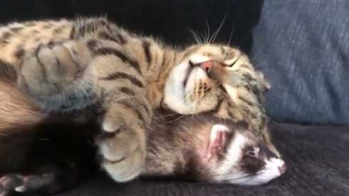 メンズエステ フェレット パック 猫 仲良し ぷく