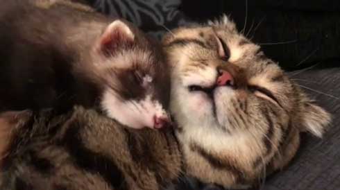 メンズエステ フェレット パック 猫 仲良し ぷく