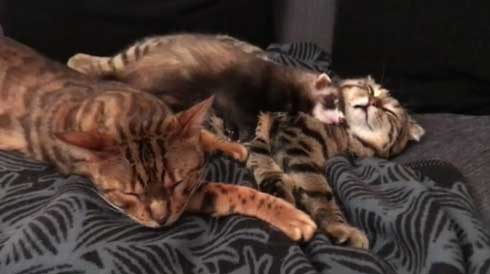 メンズエステ フェレット パック 猫 仲良し ぷく
