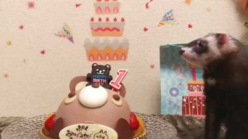 メンズエステ フェレット パック 猫 仲良し ぷく