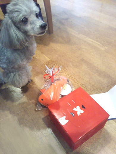 犬と猫どっちも飼ってる 漫画 松本ひで吉 単行本化