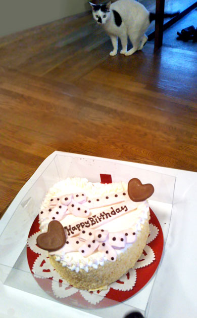 犬と猫どっちも飼ってる 漫画 松本ひで吉 単行本化