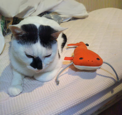 犬と猫どっちも飼ってる 漫画 松本ひで吉 単行本化