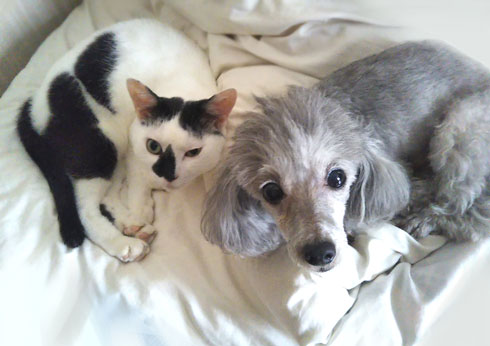 犬と猫どっちも飼ってる 漫画 松本ひで吉 単行本化