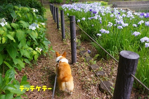 初めてのコーギー