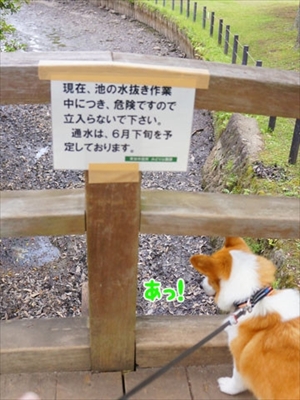 初めてのコーギー