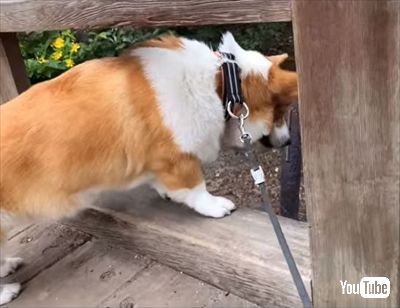 初めてのコーギー