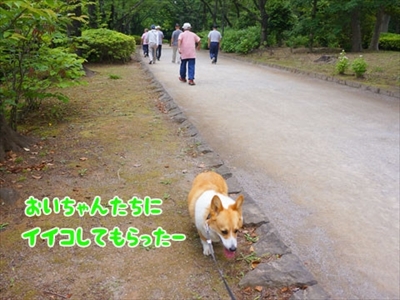 初めてのコーギー