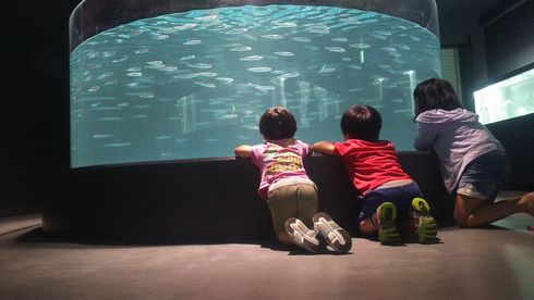 廃校　水族館　むろと　室戸市