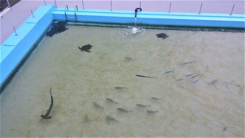 廃校　水族館　むろと　室戸市