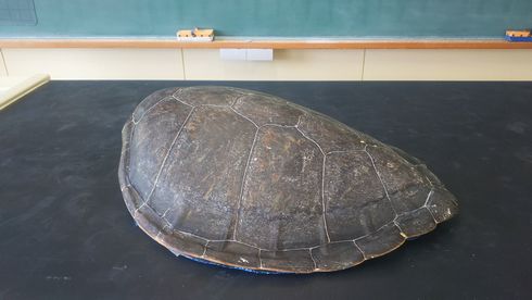 廃校　水族館　むろと　室戸市