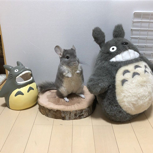 チンチラ トトロ ネコバス