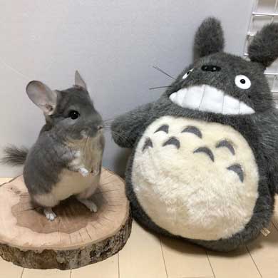 チンチラ トトロ ネコバス
