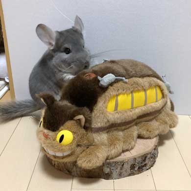 チンチラ トトロ ネコバス