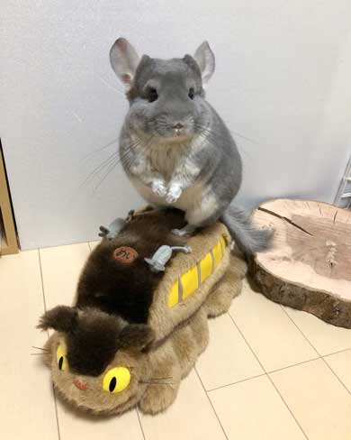 チンチラ トトロ ネコバス