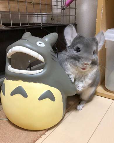 チンチラ トトロ ネコバス