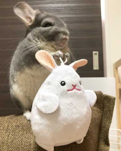 チンチラ トトロ ネコバス