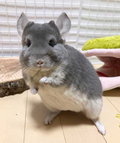 チンチラ トトロ ネコバス