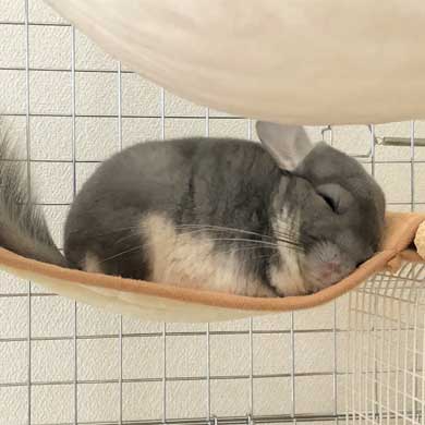 チンチラ トトロ ネコバス