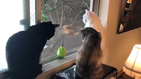 猫 おもちゃ 興味がない 自動 猫じゃらし 無関心