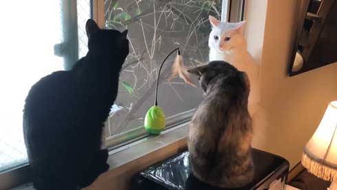 猫 おもちゃ 興味がない 自動 猫じゃらし 無関心