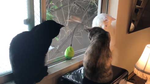 猫 おもちゃ 興味がない 自動 猫じゃらし 無関心