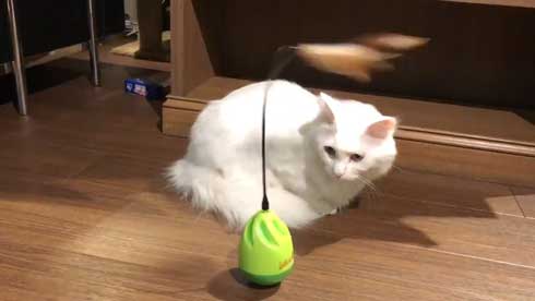 猫 おもちゃ 興味がない 自動 猫じゃらし 無関心