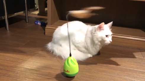 猫 おもちゃ 興味がない 自動 猫じゃらし 無関心