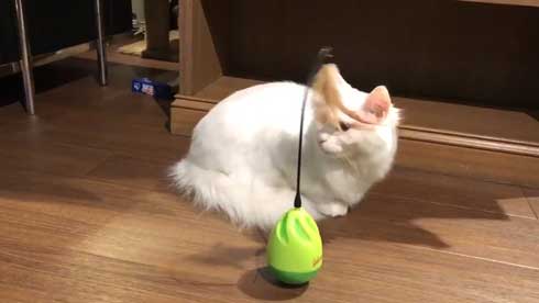 猫 おもちゃ 興味がない 自動 猫じゃらし 無関心