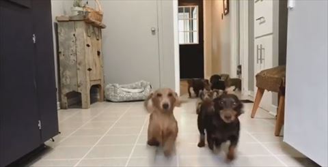 犬