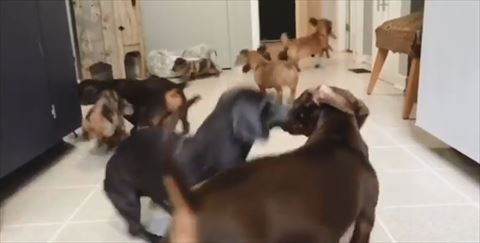 犬