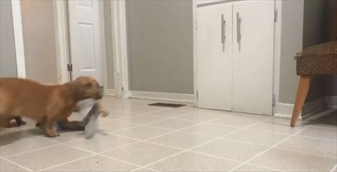 犬
