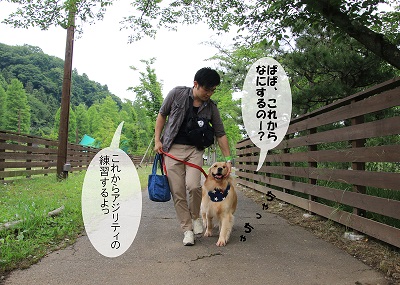 こー君　アジリティ