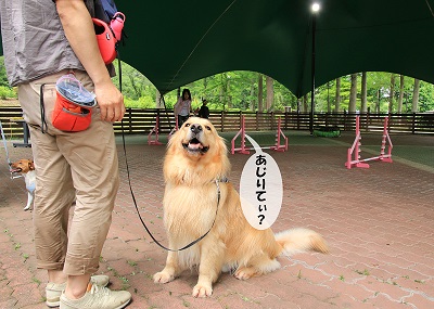 こー君　アジリティ