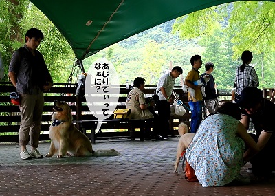 こー君　アジリティ