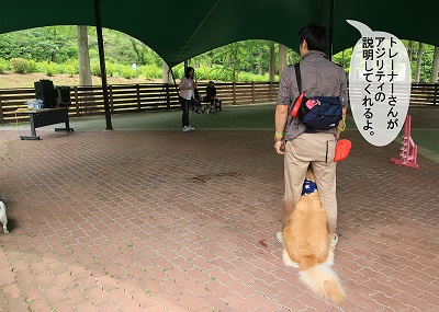 こー君　アジリティ