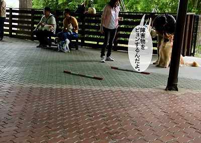 こー君　アジリティ
