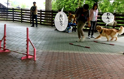 こー君　アジリティ